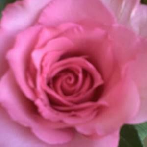 Meet your Posher, Jolene